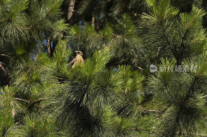 Chimango Caracara (Milvago ximango)